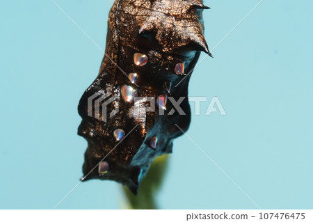 Pupa of Pinus thunberg Pupa of Pinus thunberg 107476475