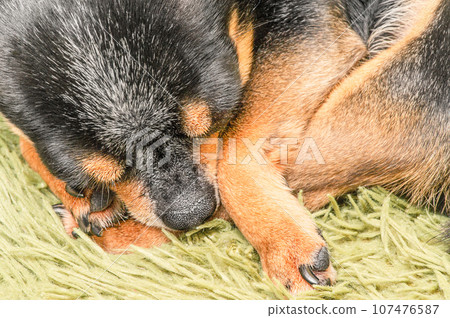 Chihuahua dog sleeping macro photo. Animal, pet. Mini dog breed. Chihuahua dog sleeping macro photo. Animal, pet. Mini dog breed. 107476587