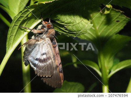 Arcte coerula 107476594