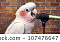 White parrot. green parrot photo .parrot in the garden. green parrot and green background camouflage 107476647