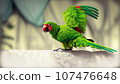 green parrot. green parrot photo .parrot in the garden. green parrot and green background camouflage 107476648