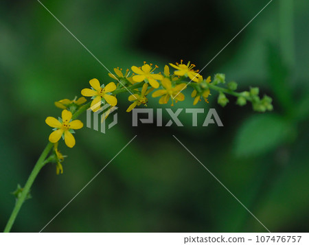 yellow flowers of the rose family yellow flowers of the rose family 107476757