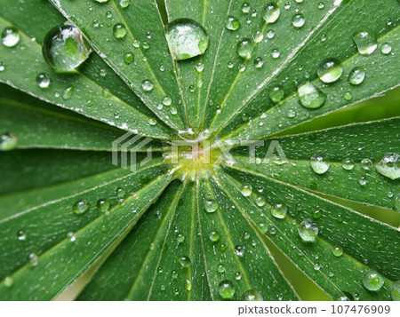 Rain drops on green leaves of the early sun in the morning. Close-up of juicy green leaves with dew drops, macro. Rain drops on green leaves of the early sun in the morning. Close-up of juicy green leaves with dew drops, macro. 107476909