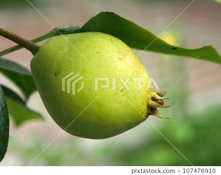 Pear tree on a branch, close-up on a blurry green background. Pear, a natural product full of vitamins. Pear tree on a branch, close-up on a blurry green background. Pear, a natural product full of vitamins. 107476910
