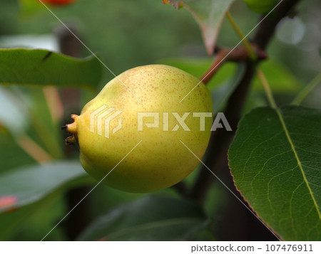 Pear tree on a branch, close-up on a blurry green background. Pear, a natural product full of vitamins. Pear tree on a branch, close-up on a blurry green background. Pear, a natural product full of vitamins. 107476911
