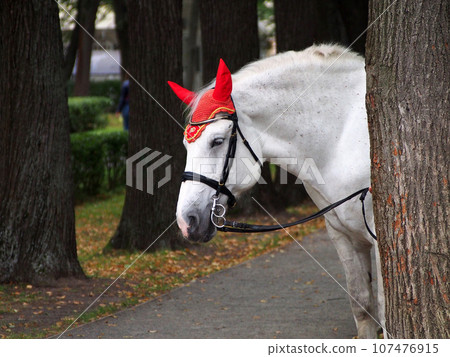 A horse in a smart cap looks out from behind a tree. Recreation and entertainment in the Park. A horse in a smart cap looks out from behind a tree. Recreation and entertainment in the Park. 107476915