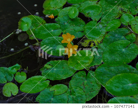 春天池塘生境中的淺草花 春天池塘生境中的淺草花 107477141