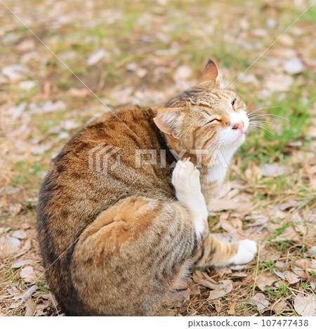 Cat Cat 107477438