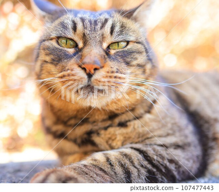 Cat  107477443