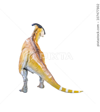 Parasaurolophus  dinosaur isolated background 107477802