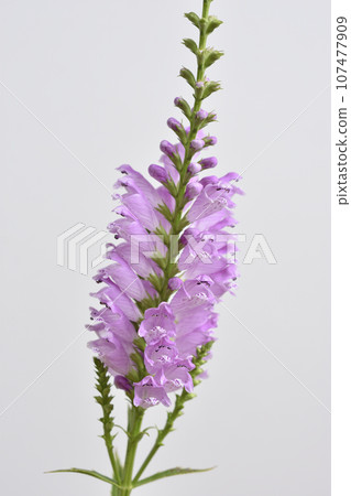 Physostegia virginiana Physostegia virginiana 107477909