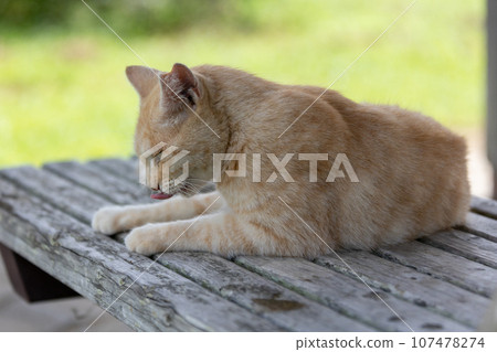 A cat relaxing on the bench A cat relaxing on the bench 107478274