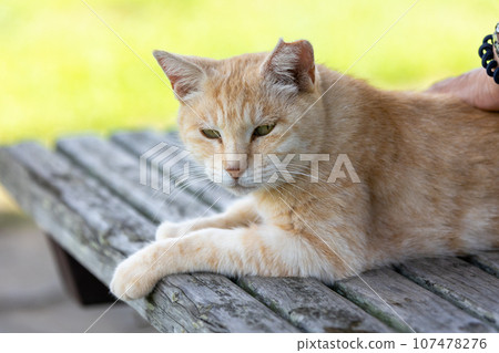 A cat relaxing on the bench A cat relaxing on the bench 107478276