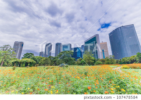 (Tokyo) Hamarikyu Gardens and skyscrapers in early autumn (Tokyo) Hamarikyu Gardens and skyscrapers in early autumn 107478584