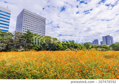 (Tokyo) Hamarikyu Gardens and skyscrapers in early autumn (Tokyo) Hamarikyu Gardens and skyscrapers in early autumn 107478592