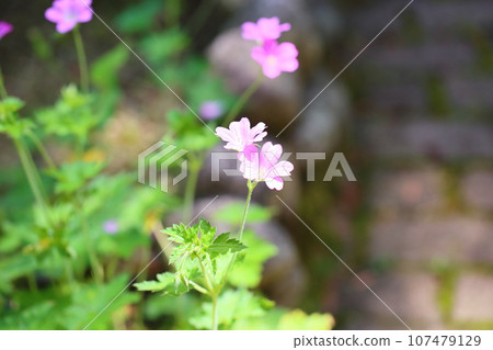 Geranium Flower Clarid Ruth 107479129