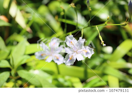 Shaga的花朵 Shaga的花朵 107479131