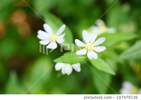 Refreshing Miyamayomena flowers 107479136