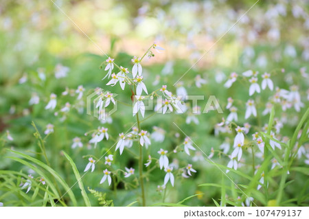 Cute saxifrage flowers 107479137
