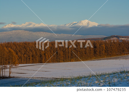 Yellow-leaved larch forest and snow-capped mountain range, Daisetsuzan Yellow-leaved larch forest and snow-capped mountain range, Daisetsuzan 107479235