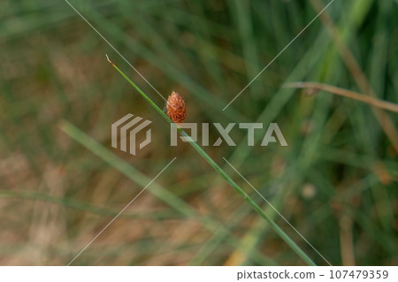Lepironia articulata (Cyperaceae) 107479359