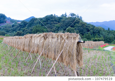 Manjusha flowers and rice fields in the Terasaka terraced rice fields 107479519