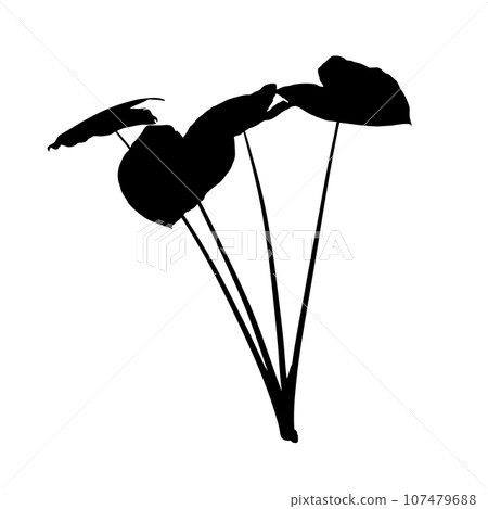 Silhouette of Colocasia tree 107479688