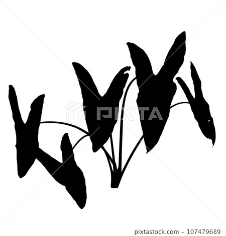 Silhouette of Alocasia longiloba plant Silhouette of Alocasia longiloba plant 107479689
