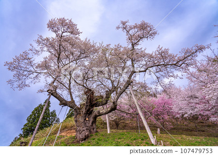 Tonoiri cherry blossoms in the Okitama Sakura Corridor in Shirataka Town, Yamagata Prefecture Tonoiri cherry blossoms in the Okitama Sakura Corridor in Shirataka Town, Yamagata Prefecture 107479753
