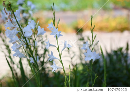 Watsonia pyrimidata花 107479923