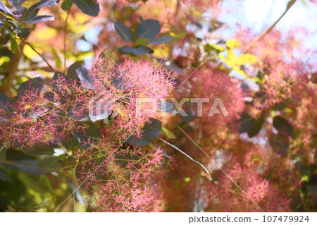 煙樹花 107479924