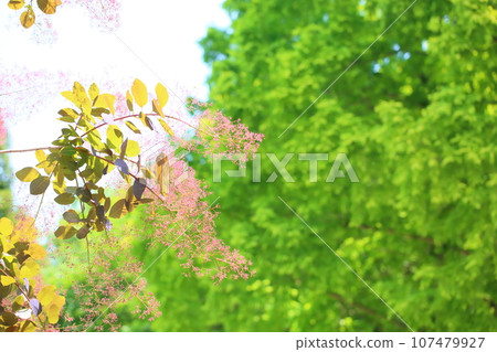 煙樹花 煙樹花 107479927