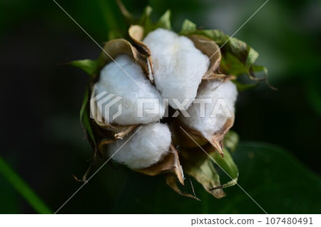 White cotton fruit 107480491
