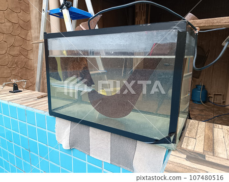 aquarium with metal items undergoing electrolysis 107480516