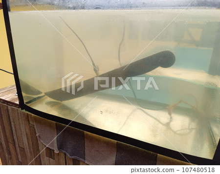 machete undergoing electrolysis process to remove rust machete undergoing electrolysis process to remove rust 107480518