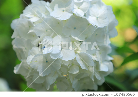 Hydrangea blooming in the rainy season 107480560