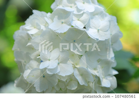 在雨季盛開的繡球 107480561