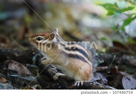 adorable chipmunk adorable chipmunk 107480759