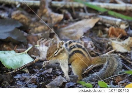 Cute chipmunk with dirty face♪ Cute chipmunk with dirty face♪ 107480760
