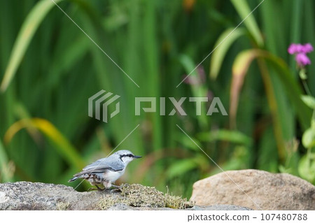 眼睛上的眼線♪可愛的五子雀 眼睛上的眼線♪可愛的五子雀 107480788