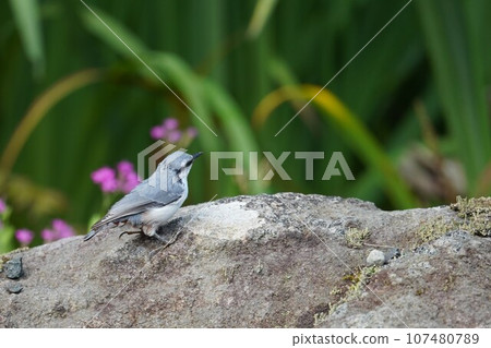 可愛的鳴叫五子雀 107480789