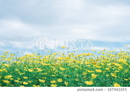 波斯菊花田 波斯菊花田 107481055
