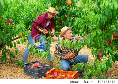 Woman farmer with male partner harvesting ripe peaches in fruit garden, putting in boxes Woman farmer with male partner harvesting ripe peaches in fruit garden, putting in boxes 107481218