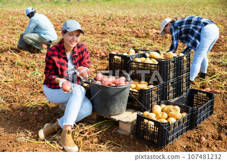Woman farmer harvesting potato on farm field 107481232