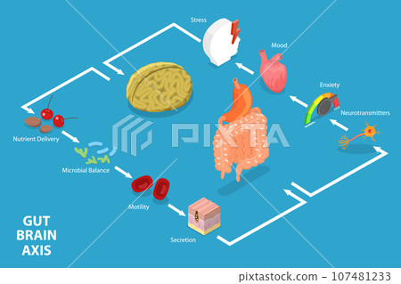 3D Isometric Flat Vector Conceptual Illustration of Gut Brain Axis 107481233