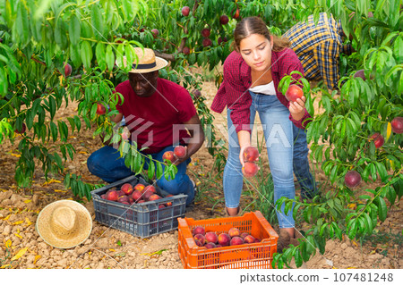Woman farmer picks ripe peaches in the garden. Harvesting peaches in orchard Woman farmer picks ripe peaches in the garden. Harvesting peaches in orchard 107481248