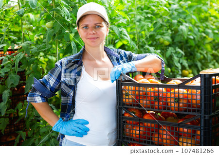 Smiling woman gardener with ripe tomatoes on plantation 107481266