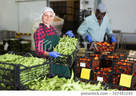 Woman working in vegetable factory, carrying crate of pea 107481285