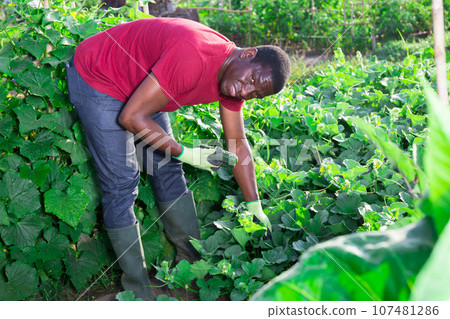 African American farmer picking cucumbers in garden African American farmer picking cucumbers in garden 107481286