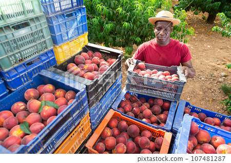Man carrying crate full of peaches Man carrying crate full of peaches 107481287